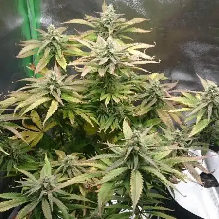 My First Fastbuds