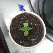 Bagseed BloodDragon lastone