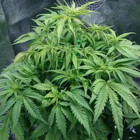 My First Fastbuds