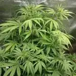 Dutch Passion Growing Competition 2025