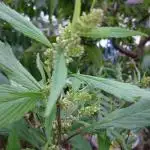 Variegated Delight (Male Outdoor)