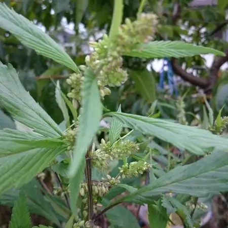 Variegated Delight (Male Outdoor)