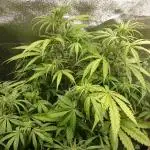 Dutch Passion Growing Competition 2025