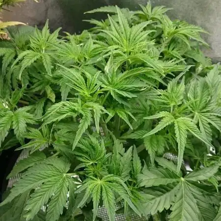 Growing Contest 2025 Delicious Seeds2Try