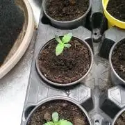 Dutch Passion Growing Competition 2026 B