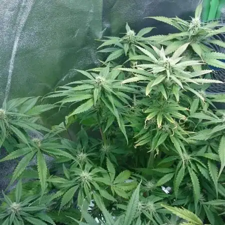 My First Fastbuds