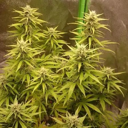 Dutch Passion Growing Competition 2025