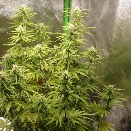 Dutch Passion Growing Competition 2025