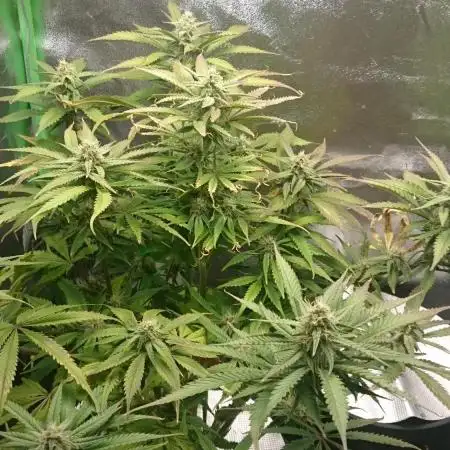 My First Fastbuds