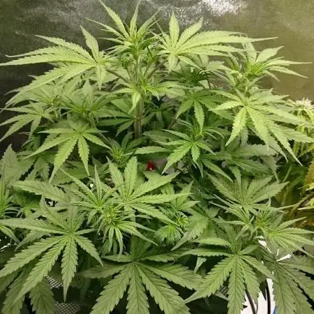 Dutch Passion Growing Competition 2025