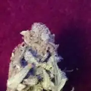 Lady buzopli