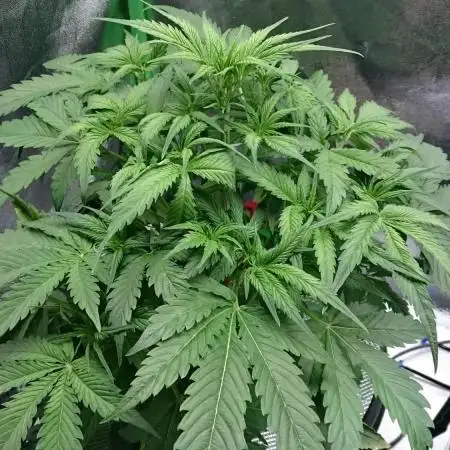 My First Fastbuds