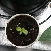 Bagseed BloodDragon lastone