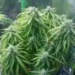 2025 Global Autoflowering Competition