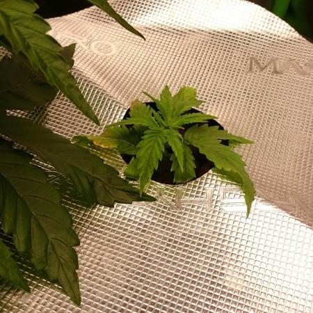 2025 Global Autoflowering Competition
