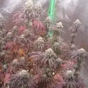 Lady Ambrosia