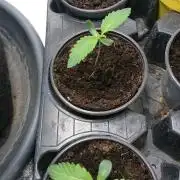 Dutch Passion Growing Competition 2026 B