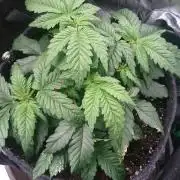 Bagseed BloodDragon lastone
