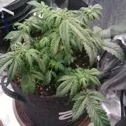 Bagseed BloodDragon lastone