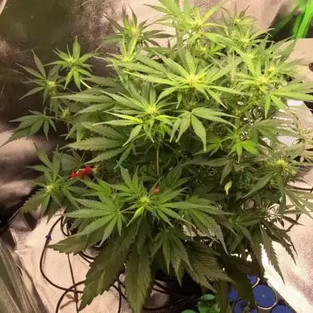 Dutch Passion Growing Competition 2025 (Banana Blaze)