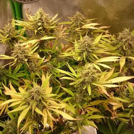 Dutch Passion Growing Competition 2025 (Banana Blaze)