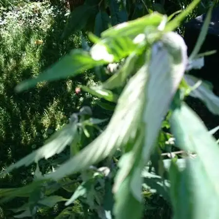 Variegated Delight (Male Outdoor)
