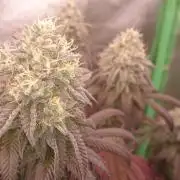 Lady Ambrosia