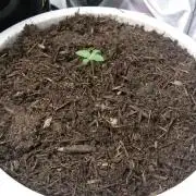 Bagseed BloodDragon lastone