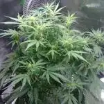 Dutch Passion Growing Competition 2025 (Banana Blaze)