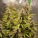 Dutch Passion Growing Competition 2025