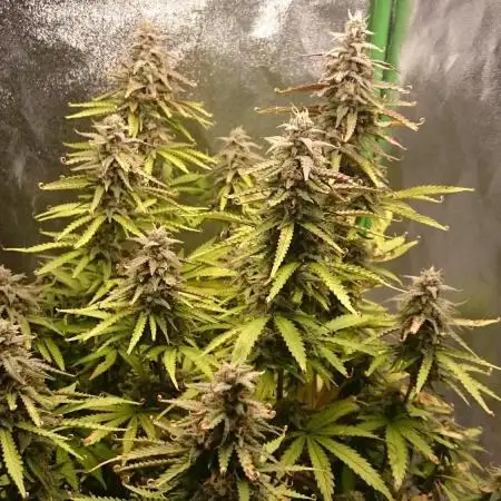 Dutch Passion Growing Competition 2025