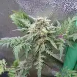 Lady buzopli