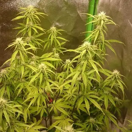 Dutch Passion Growing Competition 2025