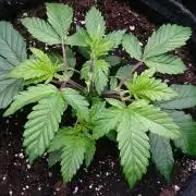 Bagseed BloodDragon lastone