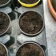 Dutch Passion Growing Competition 2026 A