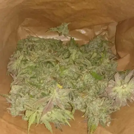 My First Fastbuds