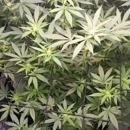 Alien OG