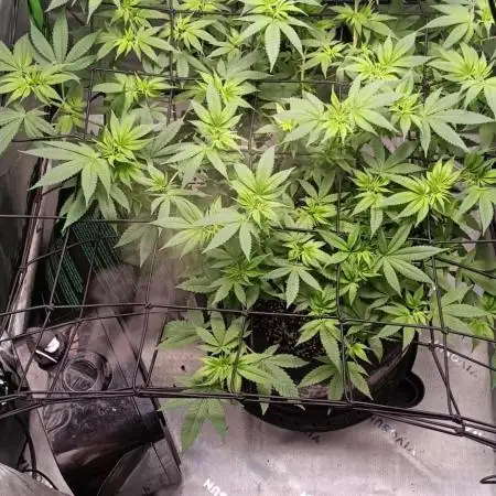Alien OG