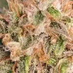 Alien OG