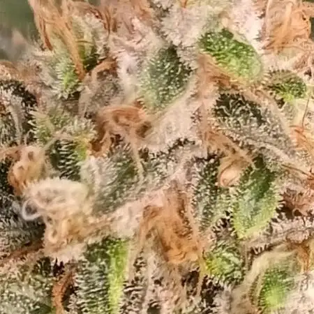 Alien OG