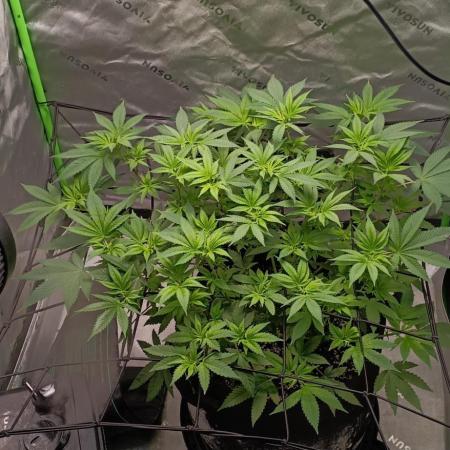 Alien OG
