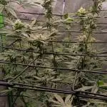 Alien OG