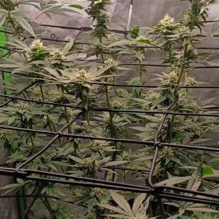 Alien OG