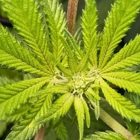Alien OG
