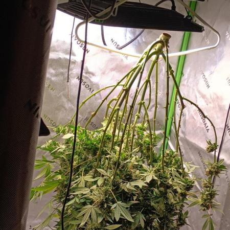 Alien OG