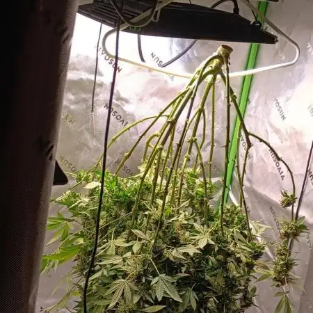 Alien OG