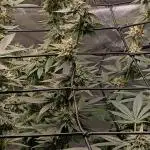 Alien OG