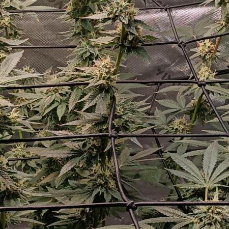 Alien OG