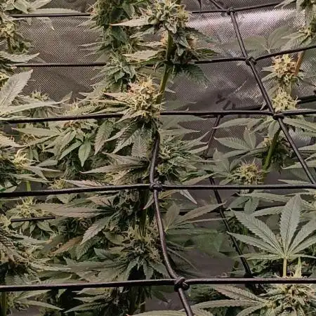 Alien OG