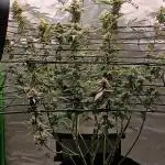 Alien OG